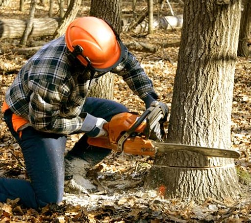 Tree Removal in Mill Creek, WV